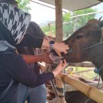 DTPHP Kabupaten Kutim ungkap peningkatan jumlah hewan di tempat penampungan jelang Hari Raya Kurban
