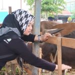 Dinas Tanaman Pangan Holtikultura dan Peternakan (DTPHP) Kabupaten Kutai Timur (Kutim) ungkap lakukan program inseminasi buatan untuk kuatka swasembada daging sapi di Kutim